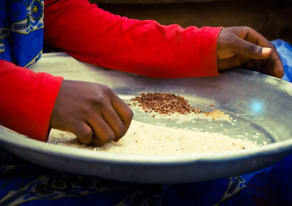 Hands sorting grain on a wide steel plate.